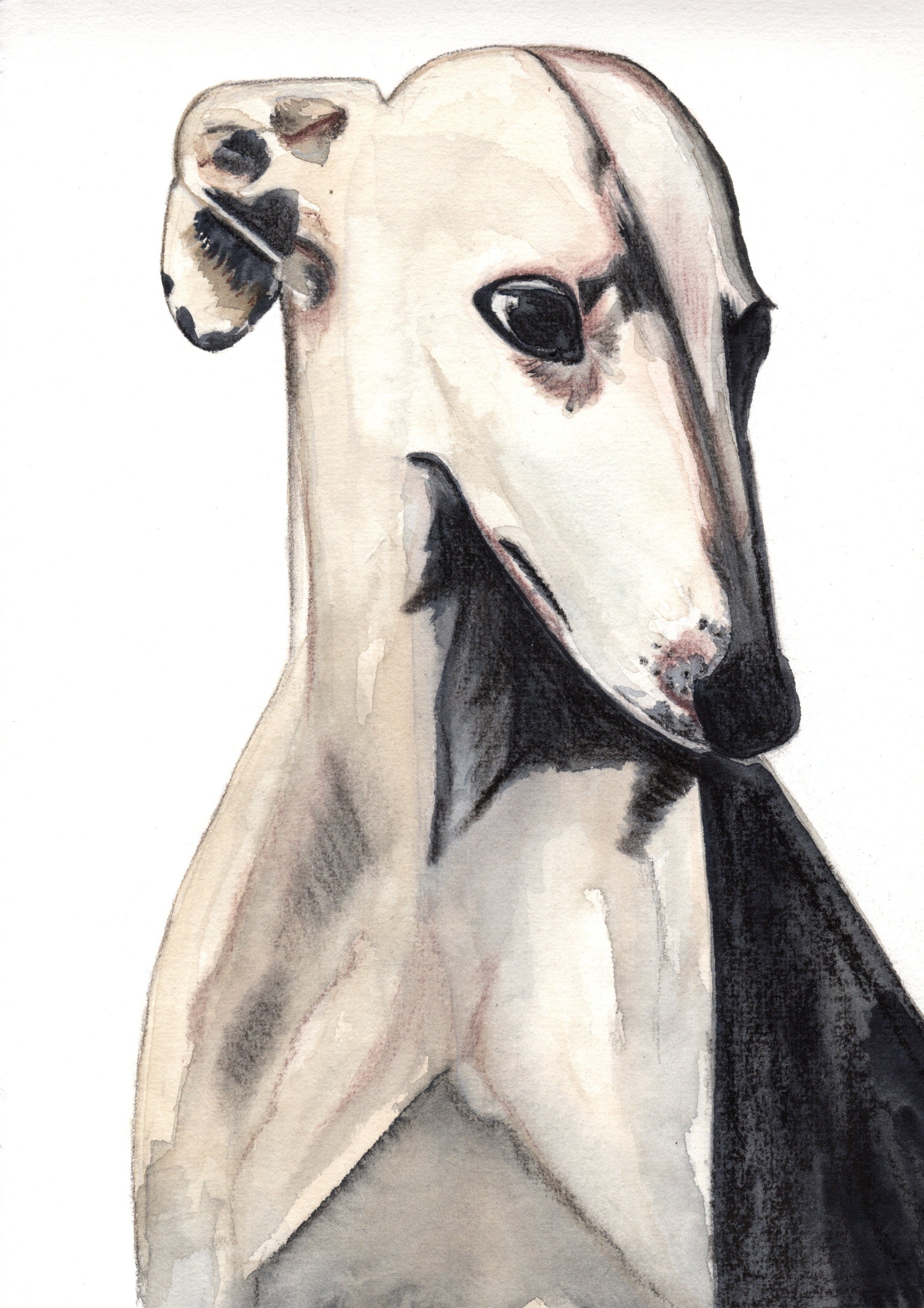 Acuarela Galgo