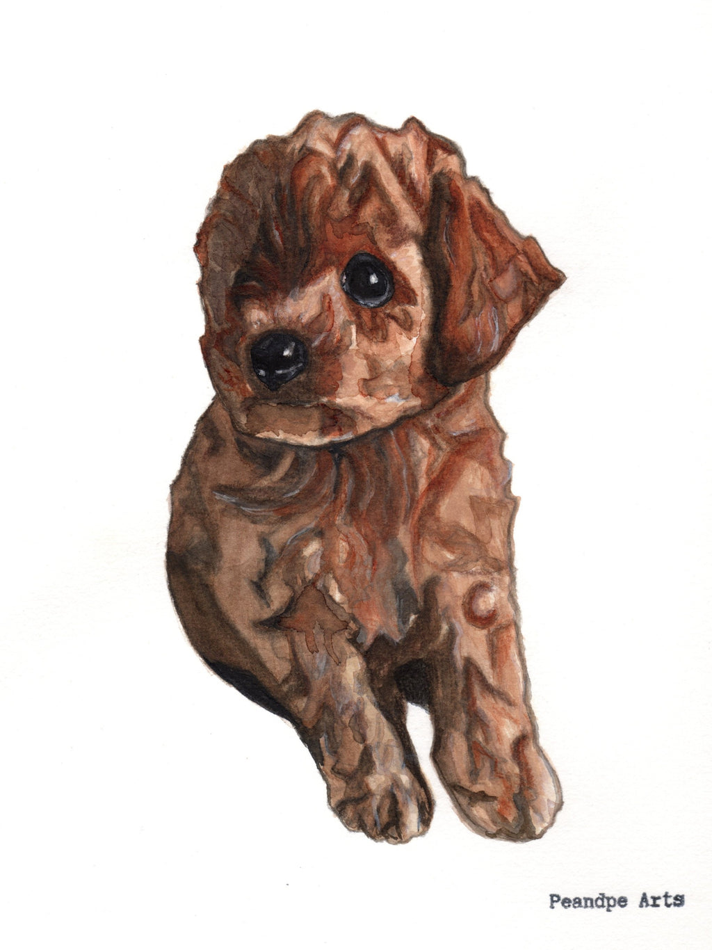 Caniche marrón