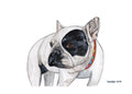 Print Bulldog Francés