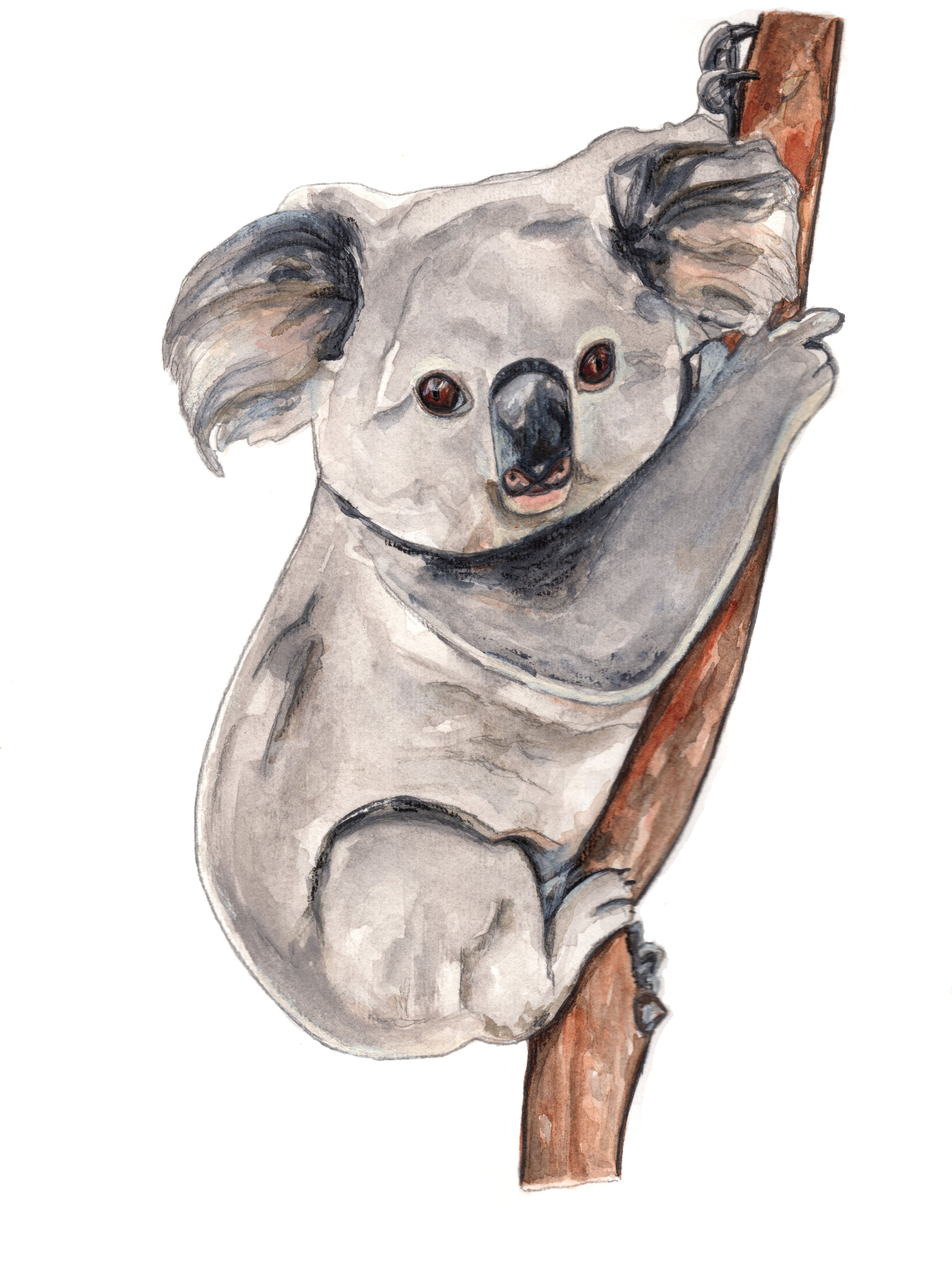 Acuarela Koala